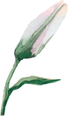 Watercolor Lily Flower Bud